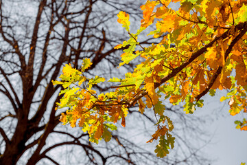 oak tree with autumn branches and leaves