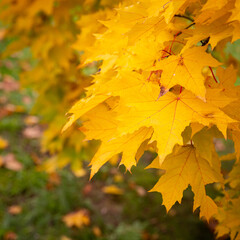 Naklejka na ściany i meble Multicolored maple leaves float in the wind. Beautiful view of bright autumn leaves in the park