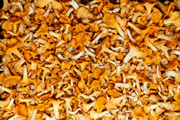 Background of yellow chanterelles. Close-up