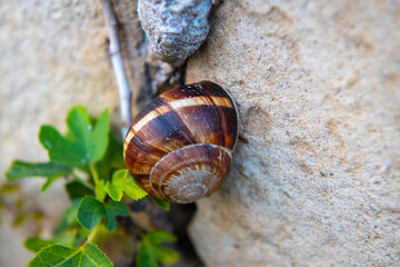 a very large snail crawling up the wall