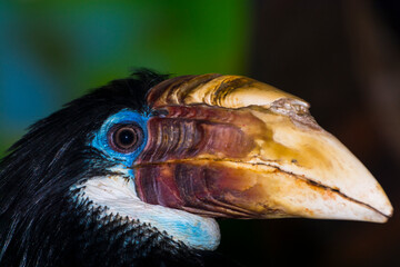 Female Papuan hornbill on a tree branch © belizar