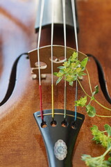 F-Löcher von Violine mit Blume.