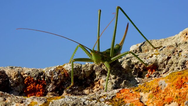 Predatory bush cricket, or the spiked magician (Saga pedo, Orthoptera), largest endangered grasshopper in Europe, Red Book
