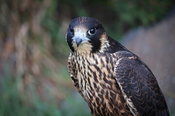 Closeup of a juvenile Peregrine Falcon head