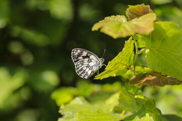 Queen of the Forest butterfly (Melanargia galathea) resting on a leaf