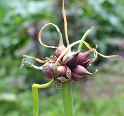 The garden grows multi-tiered onions