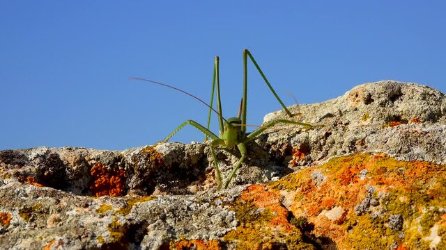 Predatory bush cricket, or the spiked magician (Saga pedo, Orthoptera), largest endangered grasshopper in Europe, Red Book