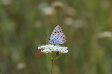 Great Purple Copper butterfly (Lycaena alciphron) on plant