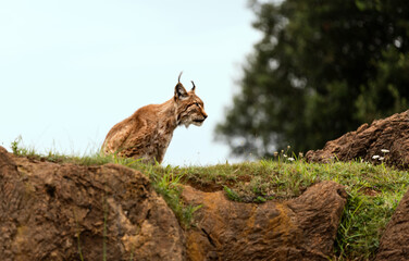 lynx perched on top of a rock
