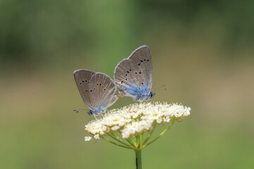 Many-eyed Mazarin Blue butterfly (Polyommatus semiargus) mating on a white-flowered plant