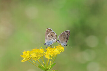 Many-eyed Mazarin Blue butterfly (Polyommatus semiargus) mating on a yellow plant