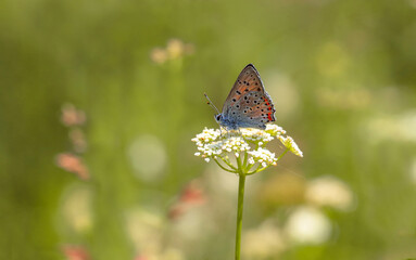 Great Purple Copper butterfly (Lycaena alciphron) on plant