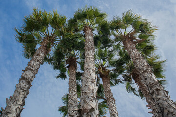 Palm trees