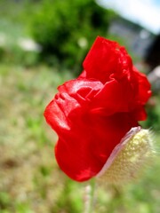 Fototapeta premium Coquelicot rouge vif