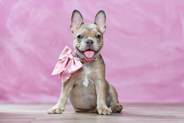 Happy French Bulldog puppy wearing pink ribbon