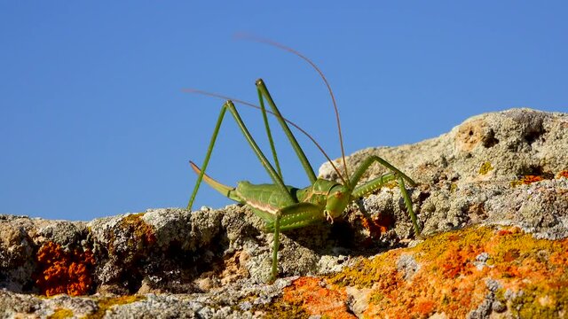 Predatory bush cricket, or the spiked magician (Saga pedo, Orthoptera), largest endangered grasshopper in Europe, Red Book