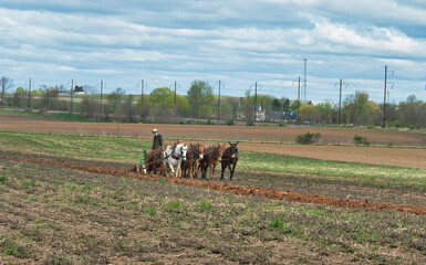 Obraz premium View of An Amish Man Plowing Fields with 8 Horses on an Early Spring Day