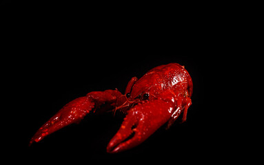 Boiled Louisiana crayfish on a black background.