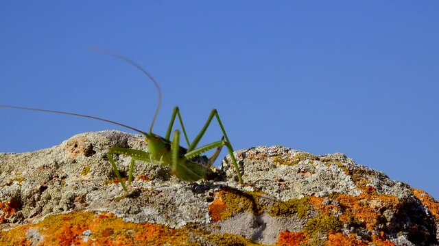 Predatory bush cricket, or the spiked magician (Saga pedo, Orthoptera), largest endangered grasshopper in Europe, Red Book