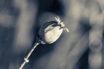 Sucha makówka © Robert