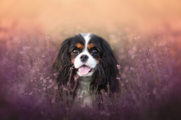 tri-color Cavalier King Charles Spaniel portrait in Heather field