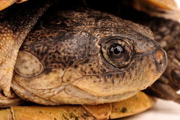West African mud turtle // Westafrikanische Klappbrust-Pelomedusenschildkröte (Pelusios castaneus)