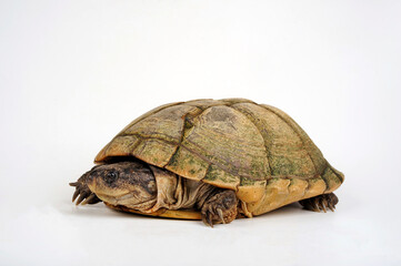 West African mud turtle // Westafrikanische Klappbrust-Pelomedusenschildkröte (Pelusios castaneus)
