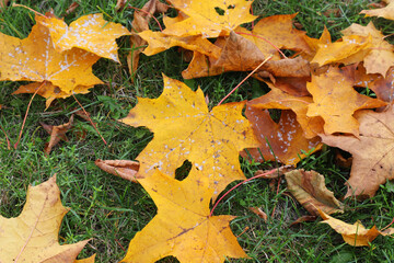 Fallen maple leaves