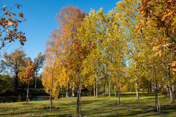 Yellow autumn leaves against the blue sky. Trees and branches dressed in gold. Autumn. Day. Sunny. Russia.