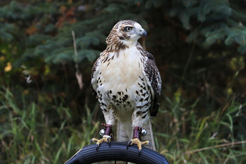 An adult Red Tail Hawk sitting on a perch