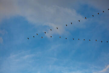 Canada geese (Branta canadensis) flying in a V formation in a blue sky
