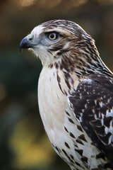 Vertical side head portrait of a Red Tail Hawk