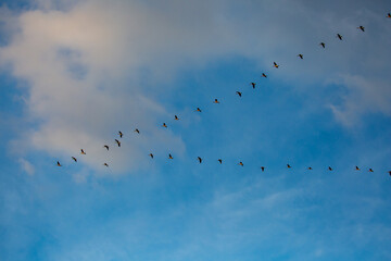 Canada geese (Branta canadensis) flying in a V formation in a blue sky