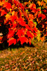 Colorful maple tree leaves in Wisconsin