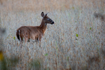 White-tailed deer fawn (odocoileus virginianus) standing in a Wisconsin soybean field