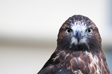 Portrait of a juvenile Red Tail Hawk head