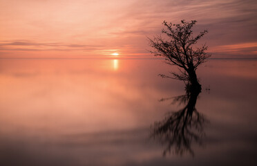 Fototapeta na wymiar Lone tree reflected in a lake at sunset