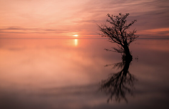 Lone tree reflected in a lake at sunset