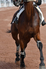 cheval de course