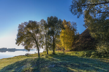 Autumn landscape in the early morning with a view of the river. Large trees with yellow leaves in the backlight. Yellow leaves on trees and bushes are illuminated by the rays of the rising sun.