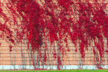False Virginia creeper Parthenocissus inserta foliage in autumn colors