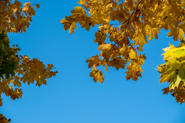 Fototapeta na wymiar Yellow autumn leaves against the blue sky. Trees and branches dressed in gold. Autumn. Day. Sunny. Russia.