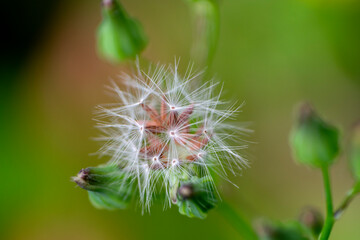 Tragopogon pratensis in the morning yard natural light.