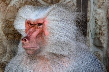 baboon hamadryad in the zoo, the life of an animal in captivity.