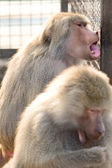baboon hamadryad in the zoo, the life of an animal in captivity.
