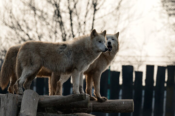 Group of white wolves in the zoo, white predator.