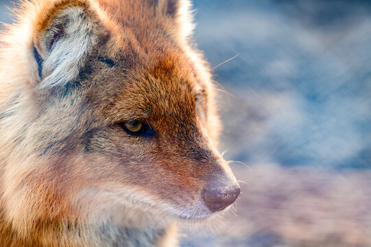 red wolf in the zoo, a beast of prey in a cage.