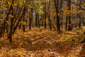 October forest in the National Park!