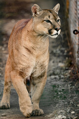Fototapeta na wymiar Cougar, a beautiful predator and a resident of the zoo, a dangerous animal.