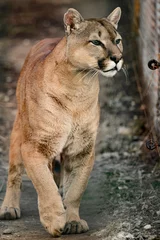 Fotobehang Cougar, a beautiful predator and a resident of the zoo, a dangerous animal. © Niko_Dali